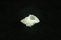 白結螺藏品圖，第3張